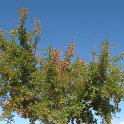 Acer monspessulanum (7)